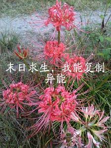 末日之我能无限复活